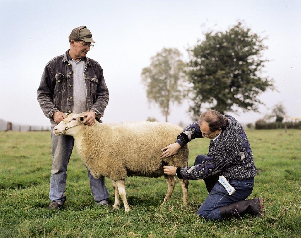 Trächtigkeits-Diagnosegerät für Schafe und Ziegen