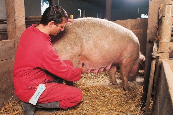 Pregnancy diagnosis unit for pigs